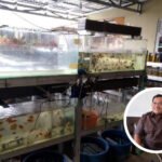 Komisi B Sebut Bisnis Ikan Hias Air Tawar Berpotensi Besar Hasilkan Uang