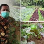 Pemasaran Produk Pertanian Organik di Pati Masih Sulit, Dewan Buka Suara Pemasaran Produk Pertanian Organik di Pati Masih Sulit, Dewan Buka Suara