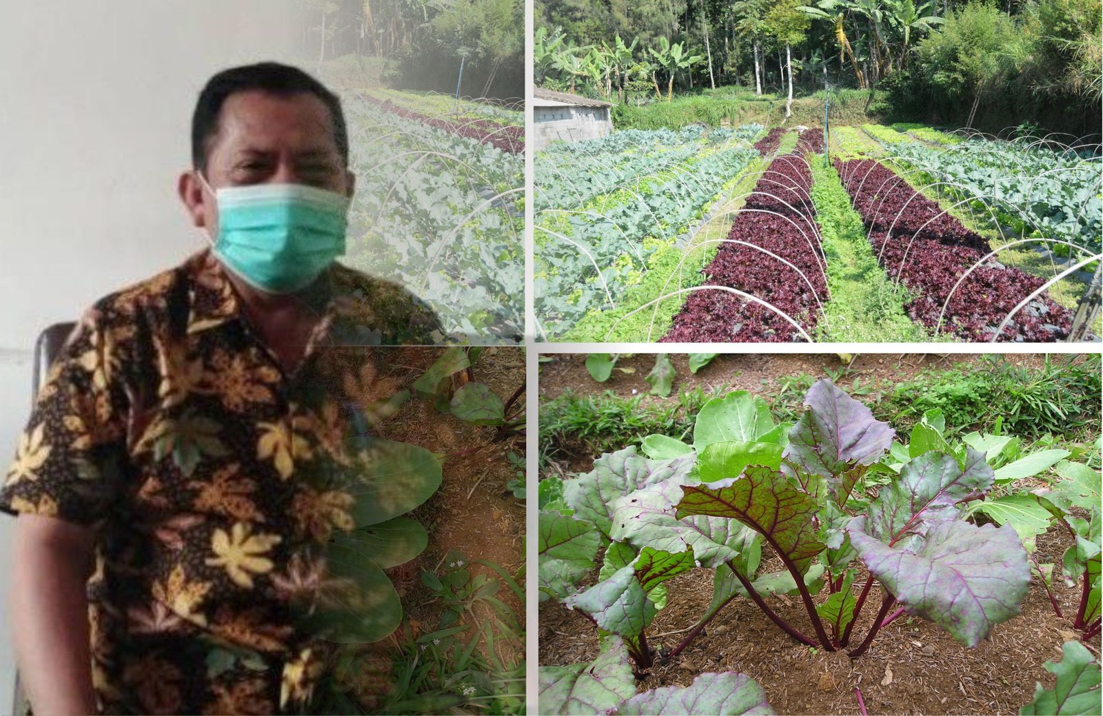 Pemasaran Produk Pertanian Organik di Pati Masih Sulit, Dewan Buka Suara