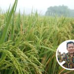 Komisi B Sarankan Gandeng LP2S untuk Tingkatkan Pertanian di Sukolilo Komisi B Sarankan Gandeng LP2S untuk Tingkatkan Pertanian di Sukolilo