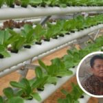 Dinilai Lebih Menyehatkan, Hidroponik Masih Jadi Salah Satu Primadona
