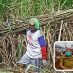 Dewan Dorong Kualitas Gula Standar Ekspor