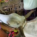 Foto: Kegiatan Earteg hewan sapi di Desa Binangun Kecamatan Lasem/Mitrapost.com/Sri Lestari