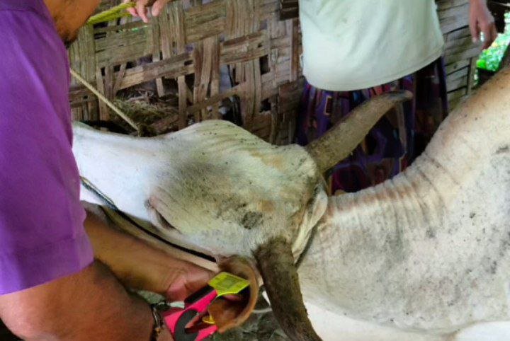 Foto: Kegiatan Earteg hewan sapi di Desa Binangun Kecamatan Lasem/Mitrapost.com/Sri Lestari