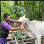 Foto: Kegiatan Earteg hewan sapi di Desa Binangun Kecamatan Lasem/Mitrapost.com/Sri Lestari