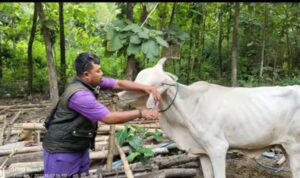 Foto: Kegiatan Earteg hewan sapi di Desa Binangun Kecamatan Lasem/Mitrapost.com/Sri Lestari