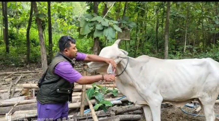 Foto: Kegiatan Earteg hewan sapi di Desa Binangun Kecamatan Lasem/Mitrapost.com/Sri Lestari