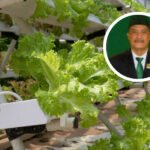 Dewan: Hidroponik Bisa Membuat Sayur Sehat Untuk Warga Pati Dewan: Hidroponik Bisa Membuat Sayur Sehat Untuk Warga Pati