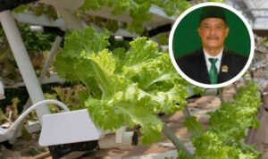 Dewan: Hidroponik Bisa Membuat Sayur Sehat Untuk Warga Pati