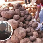 Mampu Menembus Pasar Mancanegara, Dewan Harapkan Pemkab Fasilitasi Budidaya Porang Mampu Menembus Pasar Mancanegara, Dewan Harapkan Pemkab Fasilitasi Budidaya Porang