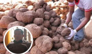 Mampu Menembus Pasar Mancanegara, Dewan Harapkan Pemkab Fasilitasi Budidaya Porang