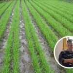 Dewan Harapkan Kemandirian Benih untuk Penuhi Kebutuhan Petani Dewan Harapkan Kemandirian Benih untuk Penuhi Kebutuhan Petani