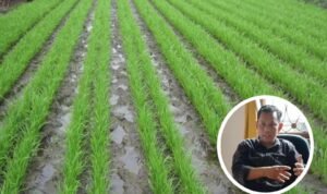 Dewan Harapkan Kemandirian Benih untuk Penuhi Kebutuhan Petani