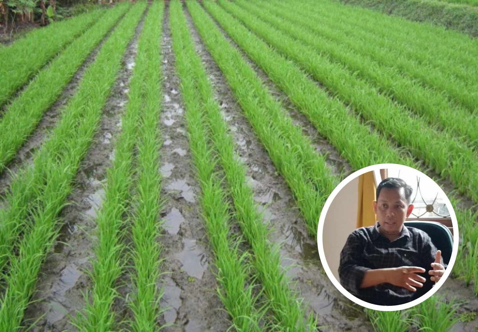 Dewan Harapkan Kemandirian Benih untuk Penuhi Kebutuhan Petani