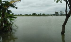 Sejumlah Sawah di Demak Terendam Banjir Terancam Gagal Panen