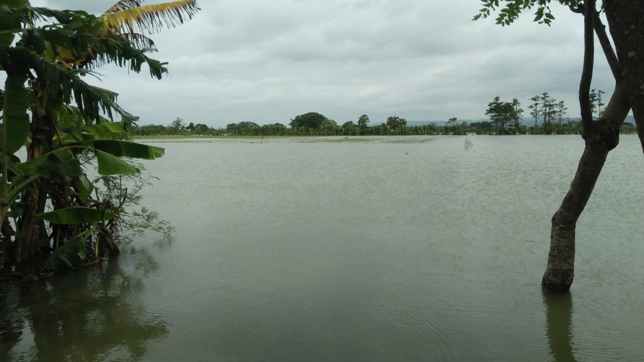 Sejumlah Sawah di Demak Terendam Banjir Terancam Gagal Panen