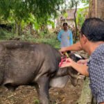 Foto: Petugas Peternakan Dintanpan Kabupaten Rembang saat melaksanakan pendataan dan penandaan hewan ternak di 14 Kecamatan/mitrapost.com/Sri Lestari