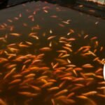 Foto: Ilustrasi pembudidaya ikan (Sumber: iStock) Foto: Ilustrasi pembudidaya ikan (Sumber: iStock)