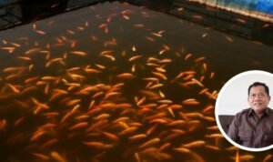 Foto: Ilustrasi pembudidaya ikan (Sumber: iStock)