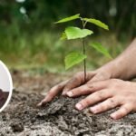 Foto: Ilustrasi penghijauan (Sumber: iStock) Foto: Ilustrasi penghijauan (Sumber: iStock)