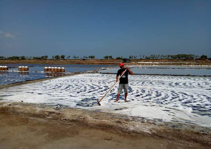 Foto: Suasana Petambak Garam memproduksi garam beberapa waktu lalu /mitrapost.com/Sri Lestari