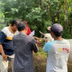 Foto: Suasana Petugas saat menandai Earteg hewan ternak di Rembang/mitrapost.com/Sri Lestari
