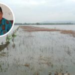 Terdampak Banjir, Klaim Asuransi Pertanian Pati Mencapai Rp658,9 Juta