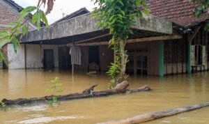 44 Desa Berada di 7 Kecamatan Kabupaten Pati Masih Terendam Banjir 