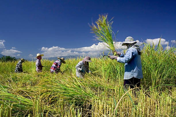 Impor Beras Akan Dihentikan Usai Panen Raya/iStock