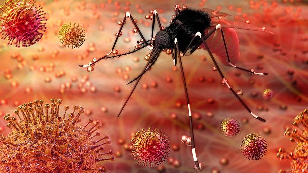 Virus Berbahaya yang Menular dari Nyamuk Ditemukan di Australia/iStock