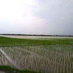 Foto: Sawah di Desa Margomulyo, Juwana terendam banjir (Sumber: vind/mitrapost.com)