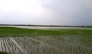 Foto: Sawah di Desa Margomulyo, Juwana terendam banjir (Sumber: vind/mitrapost.com)