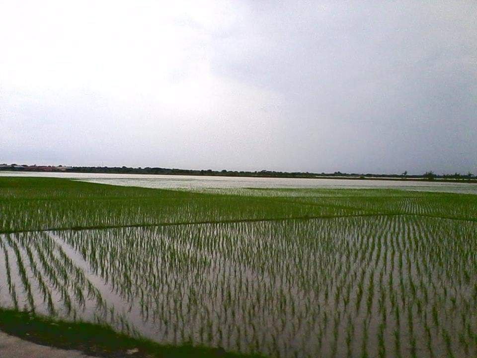 Foto: Sawah di Desa Margomulyo, Juwana terendam banjir (Sumber: vind/mitrapost.com)