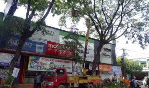 Foto: Upaya perapian pohon di Jalan Pemuda Pati (Sumber: Anwar/Mitrapost)