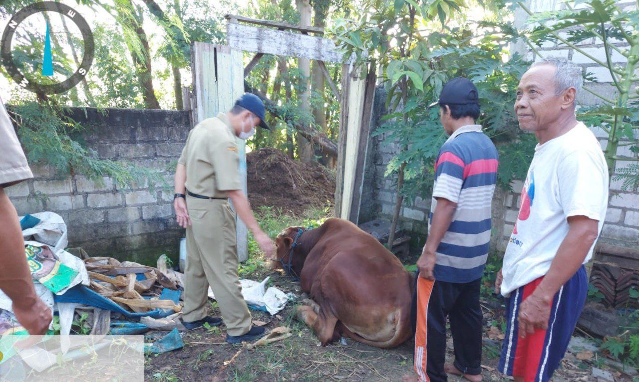 Foto:Dintanpan Rembang saat monitoring sapi yang terjangkit PMK/mitrapost.com/Sri Lestari