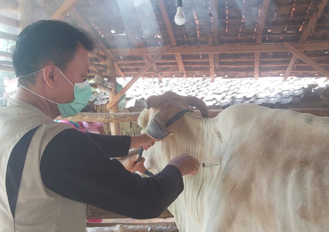 Foto: Suasana Petugas Peternakan saat mevaksin hewan sapi/mitrapost.com/Sri Lestari