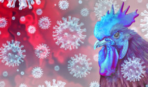 Virus Flu Burung Clade Baru Masuk ke Indonesia, Kemenkes: Belum Ada Laporan Penularan ke Manusia/iStock