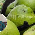 Dewan Dukung Pemasaran Jeruk Pamelo Gembong Dewan Dukung Pemasaran Jeruk Pamelo Gembong