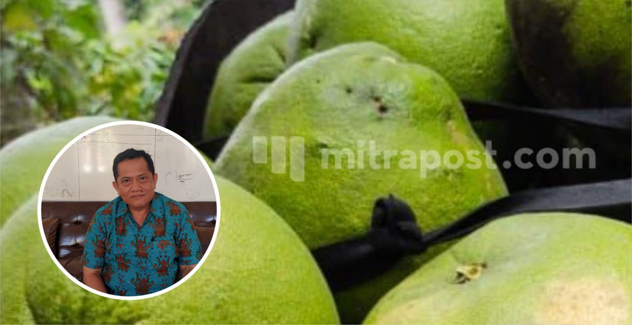 Dewan Dukung Pemasaran Jeruk Pamelo Gembong