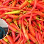 Memasuki Sepekan Ramadan, Harga Cabai di Pati Turun Drastis Memasuki Sepekan Ramadan, Harga Cabai di Pati Turun Drastis