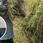 Pemerintah Naikkan Harga Beli Gabah dan Beras di Petani, Ini Tanggapan Dewan Pemerintah Naikkan Harga Beli Gabah dan Beras di Petani, Ini Tanggapan Dewan