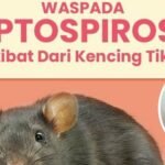 Waspada Penyakit Leptospirosis, Ini Permintaan Dewan Waspada Penyakit Leptospirosis, Ini Permintaan Dewan