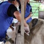 Kabupaten Pati Kekurangan Stok Vaksin LSD