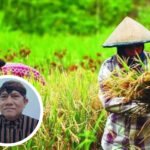 Foto : Ilustrasi panen padi (sumber : Istimewa)