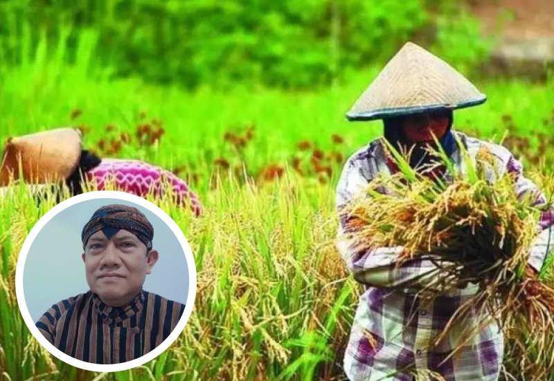 Foto : Ilustrasi panen padi (sumber : Istimewa)