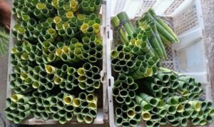Foto : Penjual dumbek saat membuat dumbek dengan daun lontar (Sumber : mitrapost.com / Putri Asia )