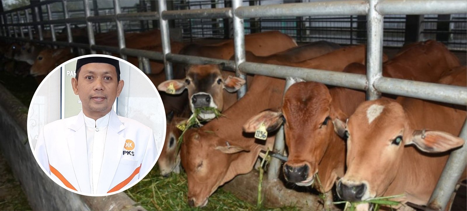 Dewan Pati Harapkan Adanya Kerja Sama Pemerintah dan Swasta Tampung Produksi Ternak