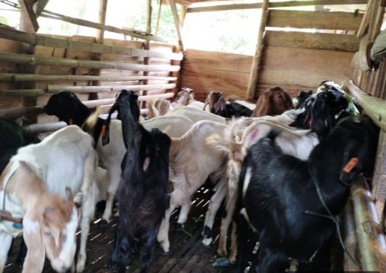 Foto : Bantuan ternak kambing (Sumber : mitrapost com)