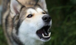 mitos anjing menggonggong