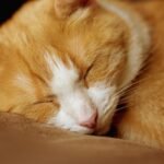 Alasan Kucing Mendengkur Saat Tidur/ pixabay